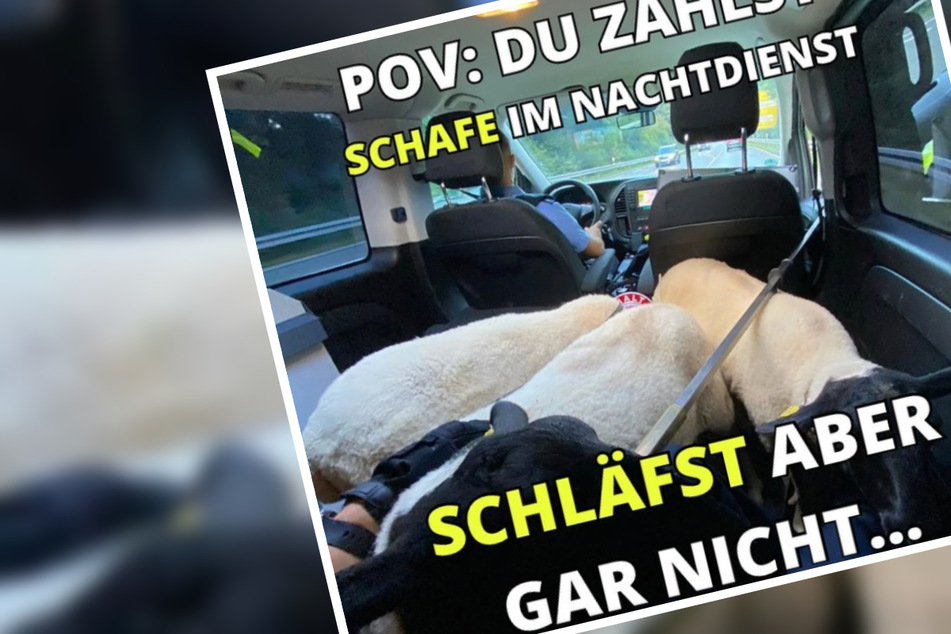 "Kuschelige Fahrt": Polizei muss ausgebüxte Schafe im Streifenwagen transportieren