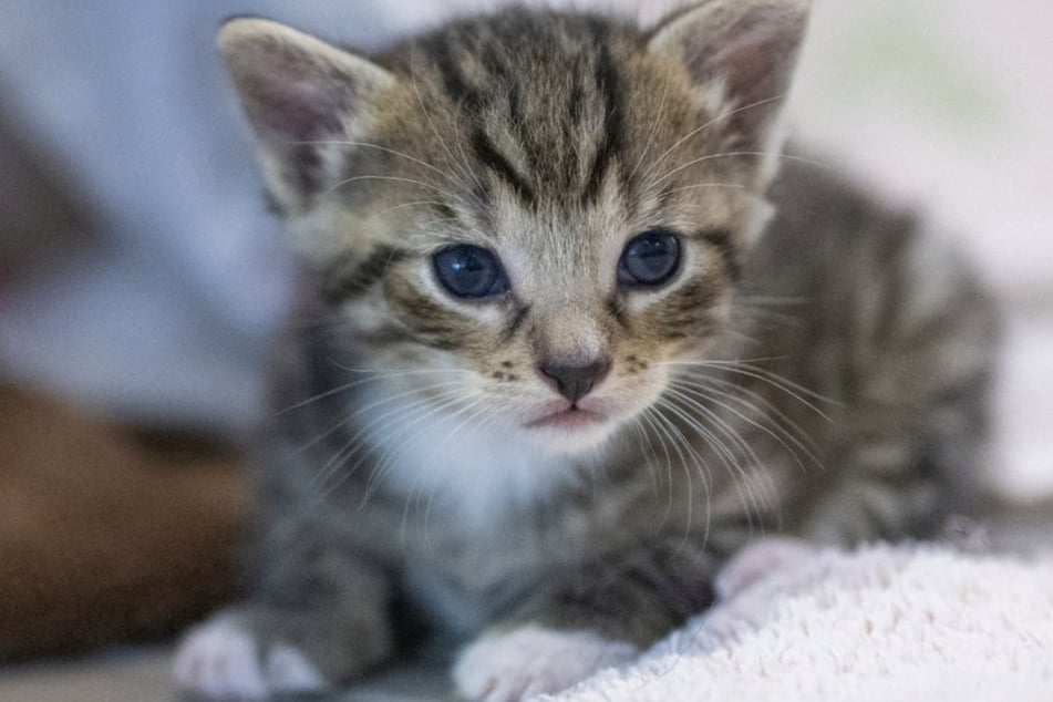 Die Katze rettete mit ihrem Verhalten offenbar ihrer Besitzerin das Leben. (Symbolfoto)