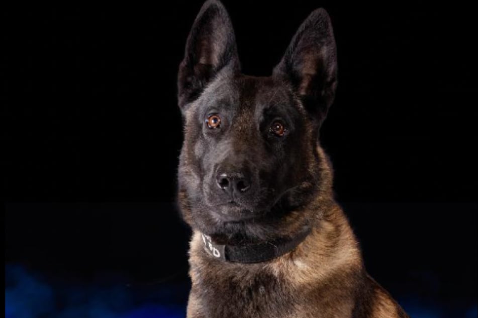 Im US-Bundesstaat Missouri wird der Tod von Polizeihund "Vader" untersucht, für den mutmaßlich technisches Versagen verantwortlich ist.