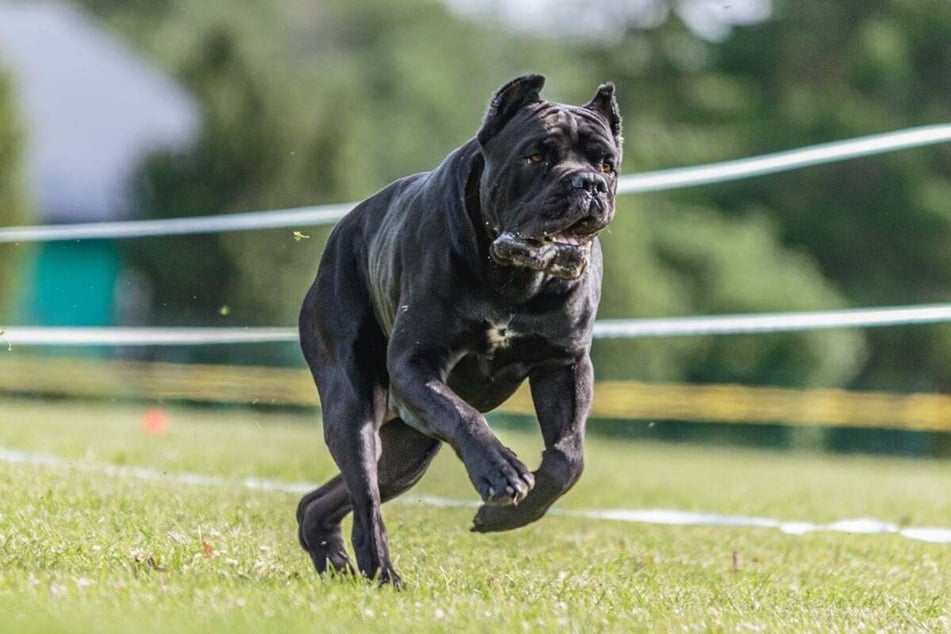 Schwere Attacke: Hund beißt Kleinkind mehrfach in den Kopf - Polizei sucht diesen Mann