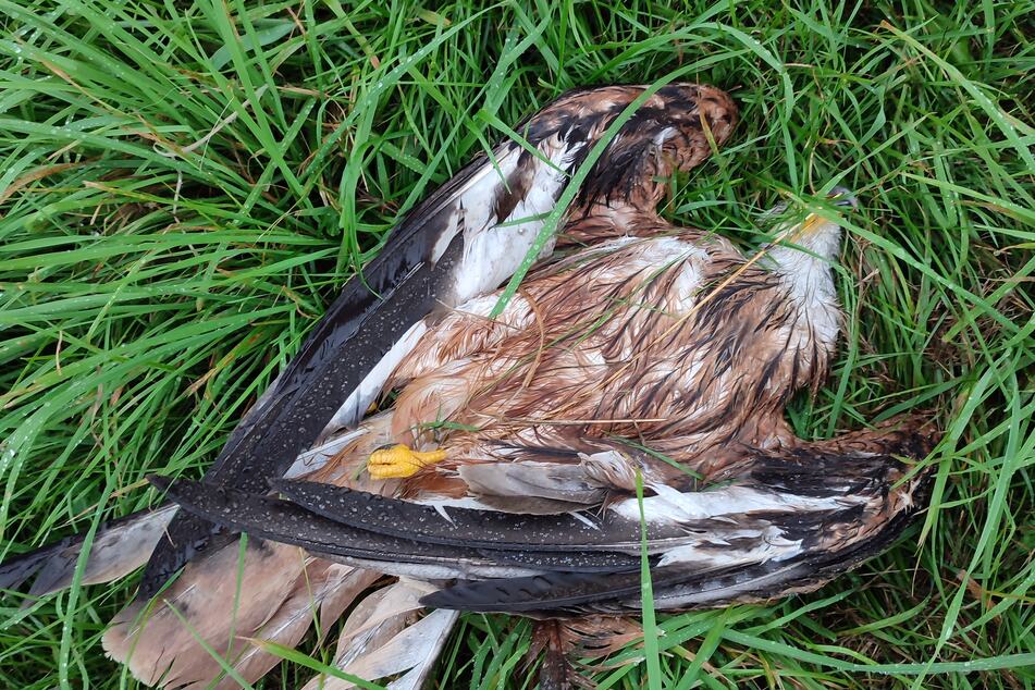 Ein mit Carbofuran vergifteter Rotmilan liegt im Gras. Wer ein solches Tier entdeckt, sollte umgehend die Polizei rufen.