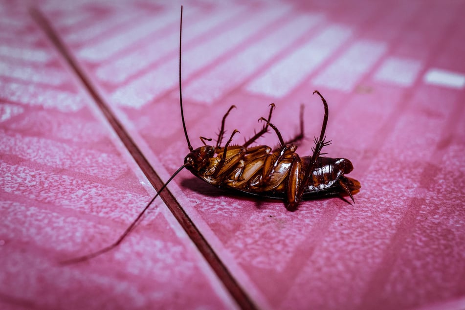 Kakerlaken sind gegenüber vielen Insektiziden resistent. (Symbolfoto)