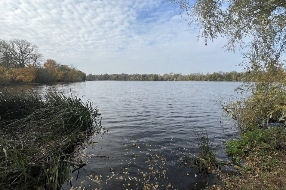 Mitte September war es im Leipziger Auensee zu einem massiven Fischsterben gekommen. Der Grund: Durch eine Durchmischung der Wasserschichten hatten sich für die Tiere toxische Bedingungen gebildet.