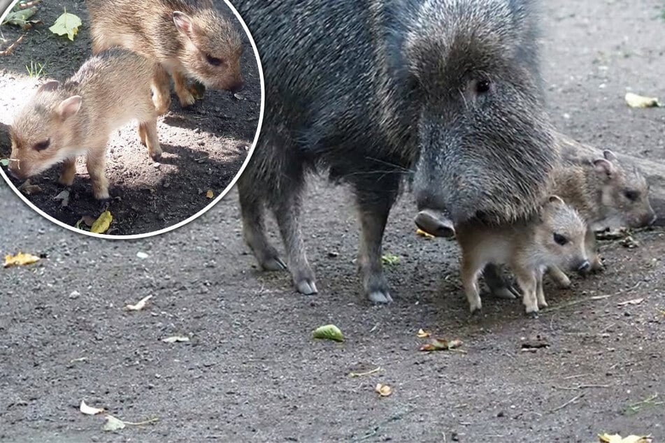 "Passen bequem auf eine Hand": Zoo-Leipzig begrüßt winzigen Nachwuchs