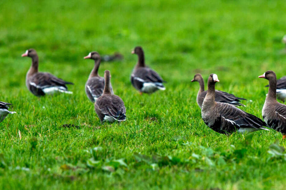 Gänse halten sich häufig an Flusswiesen auf.