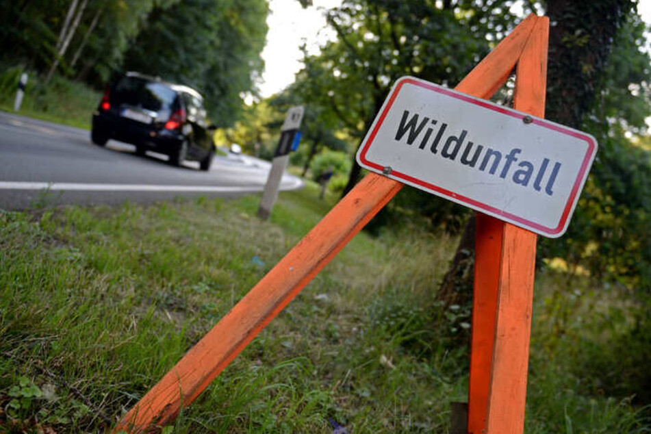 Schwerer Crash im Vogtland: Zweifacher Auffahrunfall nach Kollision mit Wildschwein