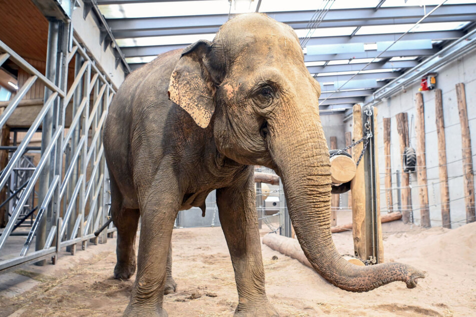 Elefantenkuh Saida hat sich aus dem Leipziger Zoo verabschiedet und lebt mittlerweile in Karlsruhe.