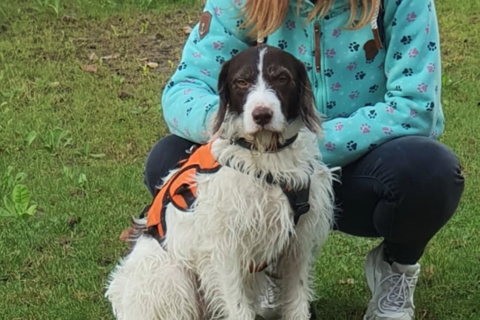 Rudi pudo abandonar el refugio de animales de Bergheim esta semana junto a su nueva dueña.