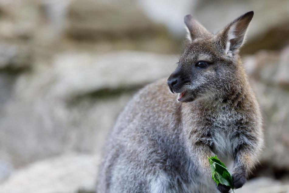 Wallaby erlebt Abenteuer: Ausgebüxtes Beuteltier kehrt nach Wochen heim