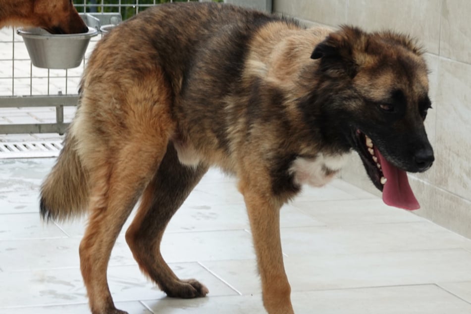 Hund Nody wartet nach dem schweren Schlag des Schicksals im Tierheim "Wau-Mau-Insel" in Kassel auf sein Happy End.