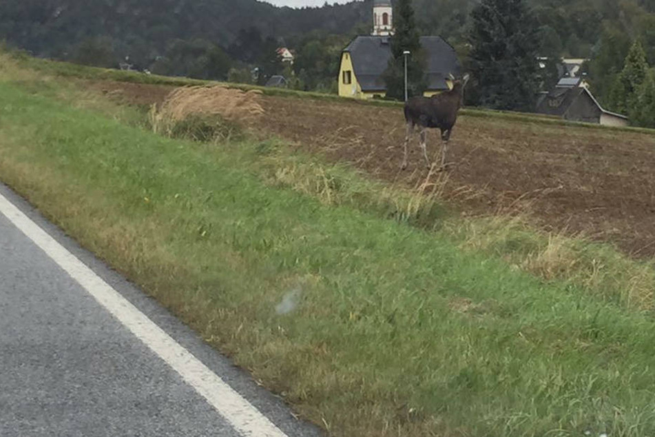 Noch ein seltenes Bild am Straßenrand: Ein junger Elch trieb sich in der Gegend von Sohland herum.