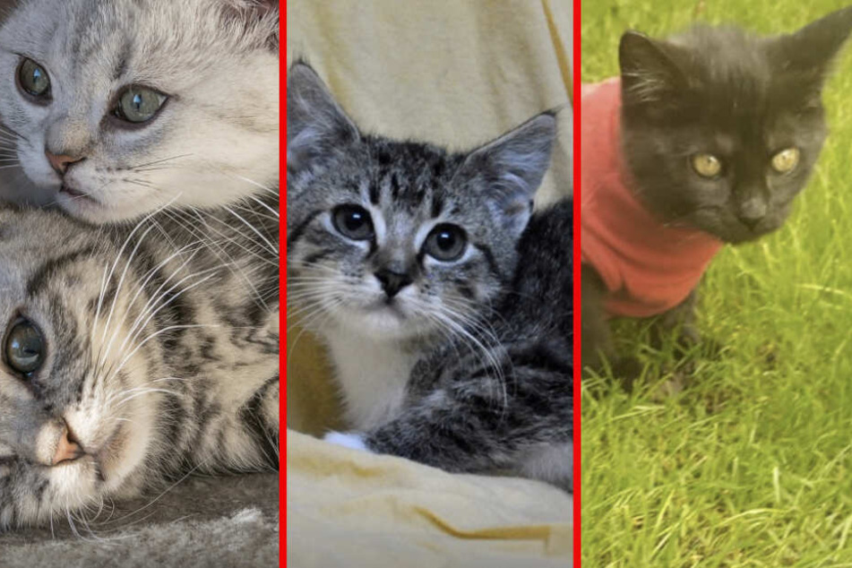 sachsisches tierheim wird von katzenbabys uberschwemmt tag24