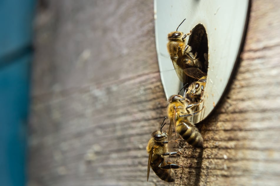Kinder zwischen 7 und 10 Jahren können sich auf jede Menge Bienen freuen. (Symbolbild)