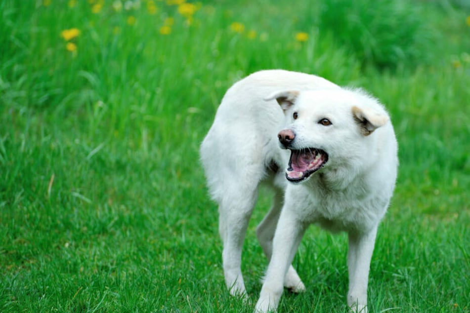 Mädchen auf InlineSkates von Hund ins Bein gebissen TAG24