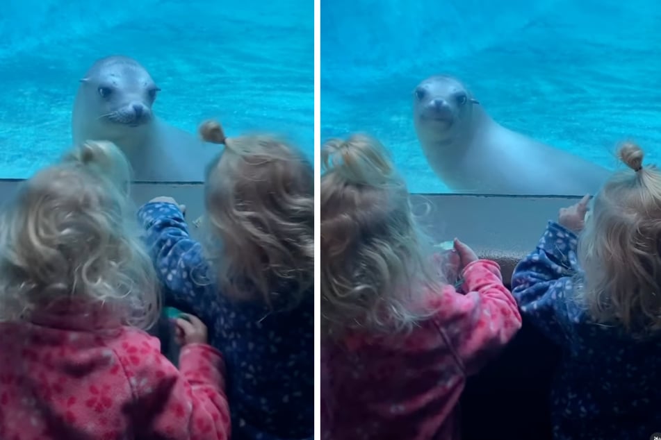 Als die Zwillingsmädchen am Wassergehege der Robbe stehen, scheint das Tier von ihrem Anblick verwirrt zu sein.