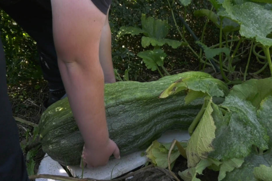 Kleines Gemüse findet sich in Teichmanns Garten nicht.