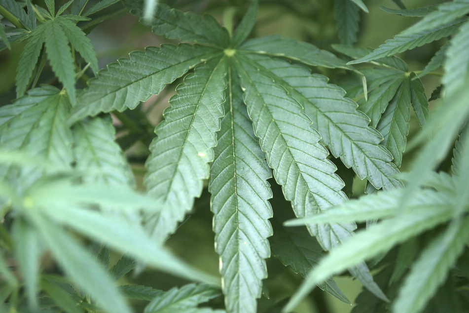 Bis zu zehn Gramm Cannabis sollen als Eigenbedarf nicht strafrechtlich verfolgt werden. (Symbolbild)