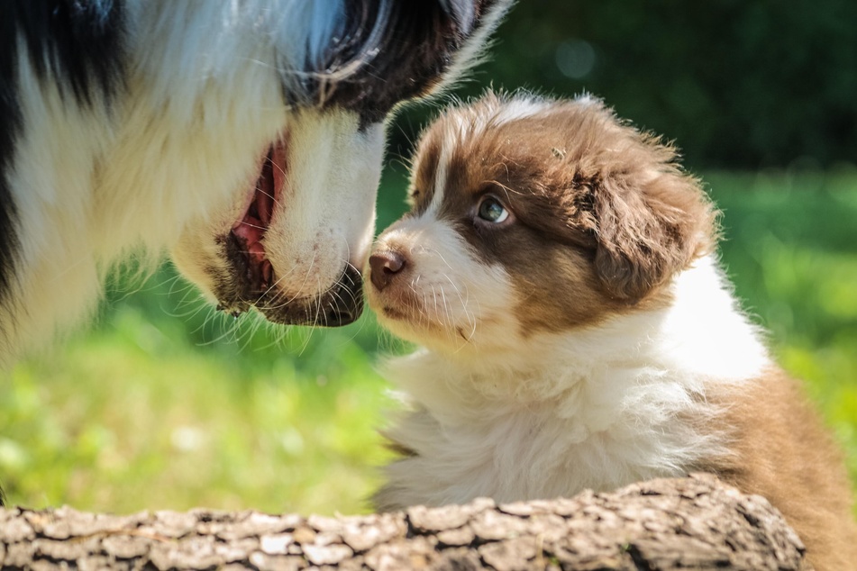 Das richtige Sozialverhalten will gelernt sein: Gewöhne Deinen Welpen bereits zu Beginn an andere Hunde.