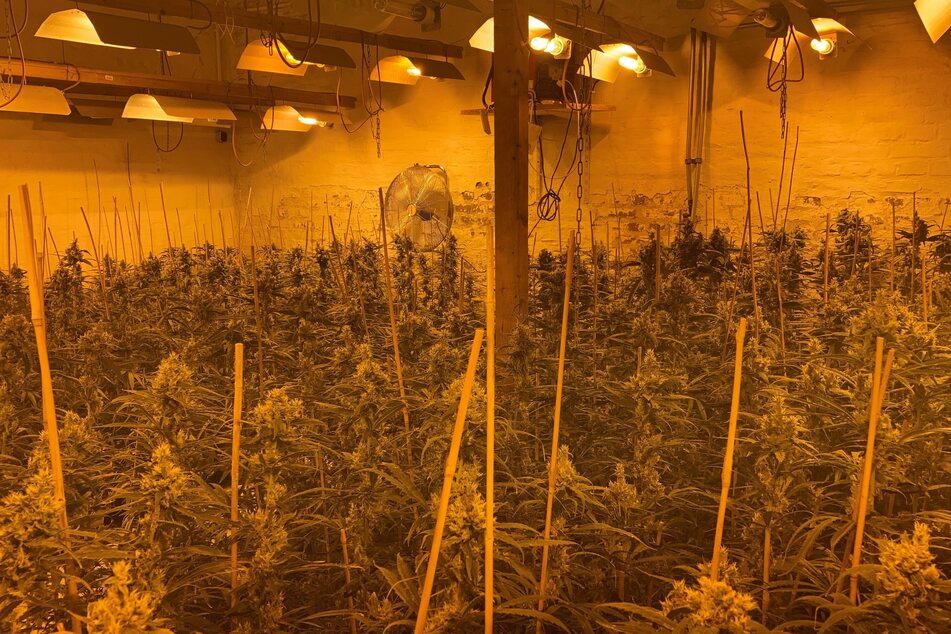 Die Polizei hat nach wochenlangen Ermittlungen eine Cannabis-Plantage in Mönchengladbach hochgenommen. Drei Männer (46, 62, 70) stehen als Betreiber unter Verdacht.