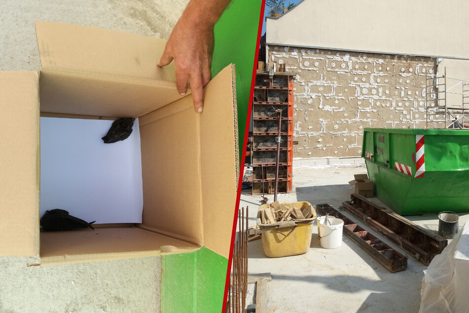 Eine Baustelle wurde für zwei Mauersegler zur lebensgefährlichen Situation.