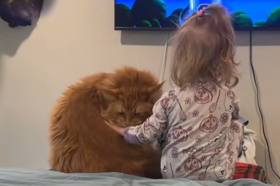 Als das Kind dann auch noch näher kam, machte die Samtpfote ihren Unmut mit einem Biss deutlich.