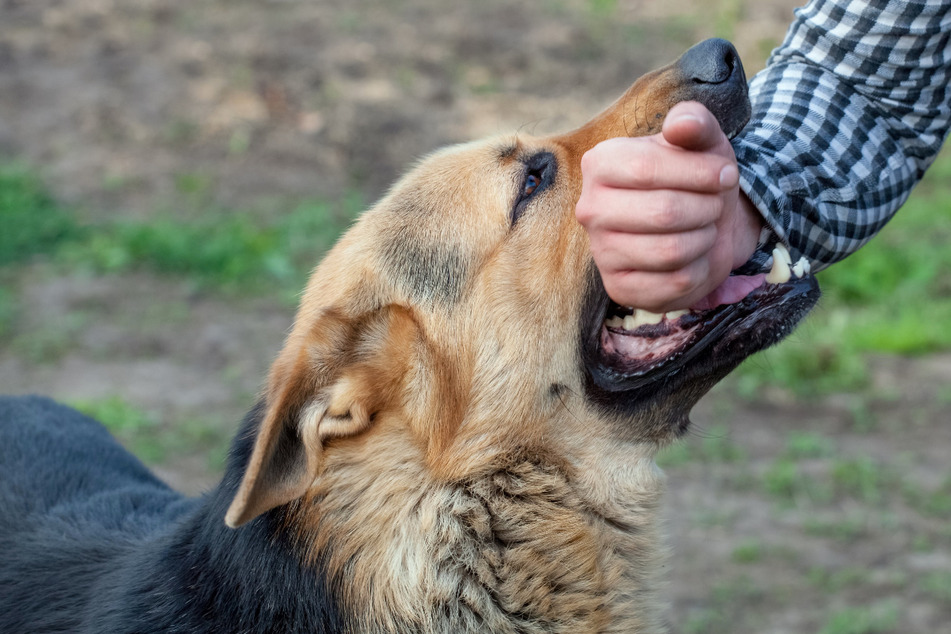 Beissattacke auf Herrchen und zwei Nachbarn: Hund muss mit Blasrohr betäubt werden