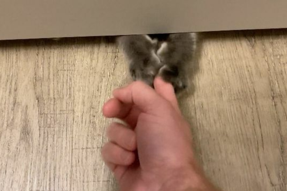Diese Katze hat den Finger ihres Besitzers fest im Griff.