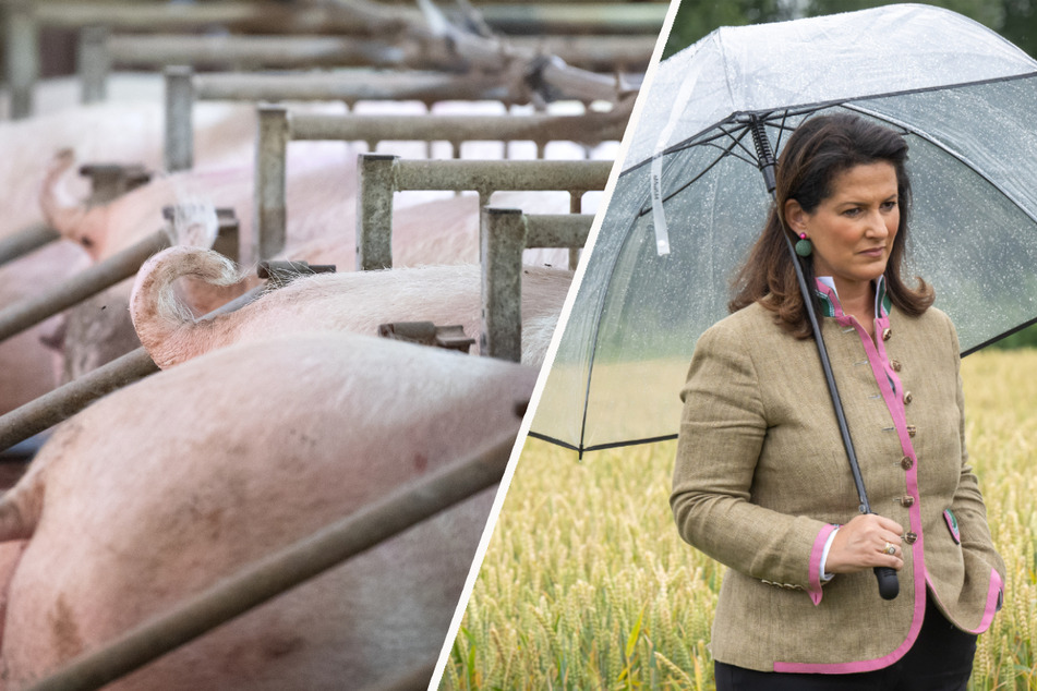 Dickes Minus bei Tierhaltern: Immer mehr Landwirte in Bayern geben auf