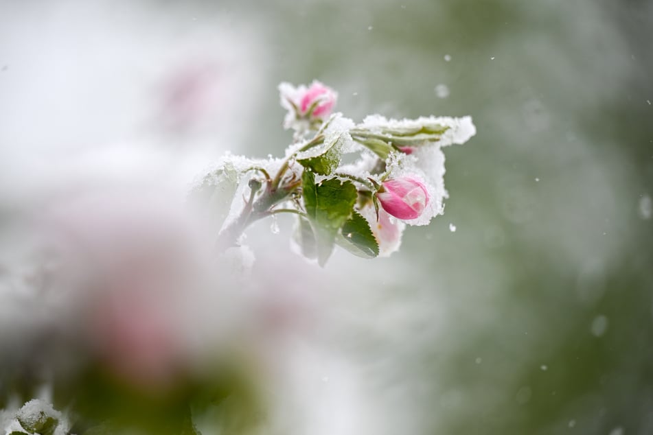 Schnee auf den Blüten eines Apfelbaums wäre im Frühling fatal. (Symbolbild)