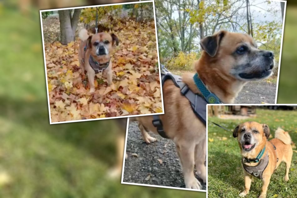 Aus schlechter Haltung übernommen: Süßer Hunde-Opi hofft auf letzte Chance