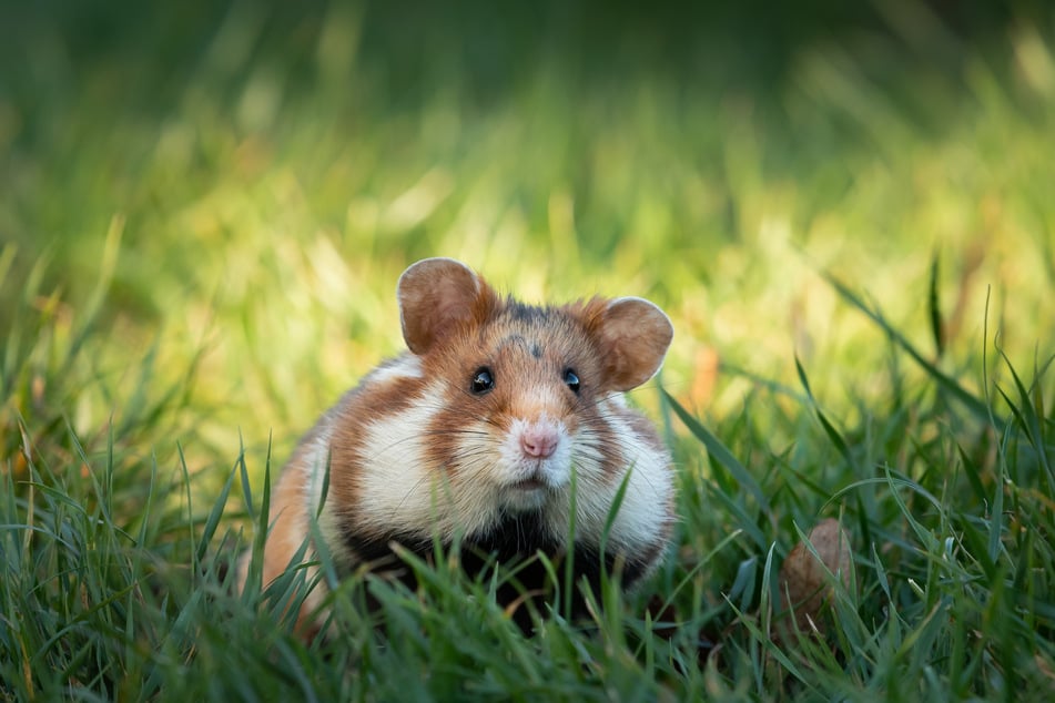 So ein Hamster wirkt zwar süß, kann aber auch lebensgefährliche Bakterien übertragen. (Symbolbild)