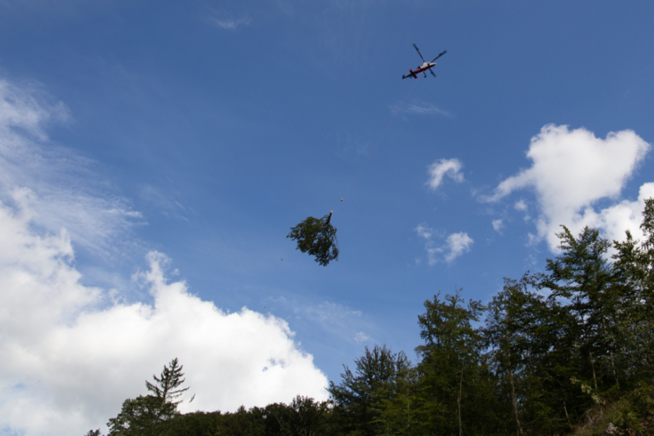 Mit einem Helikopter werden die gefällten Bäume abtransportiert.