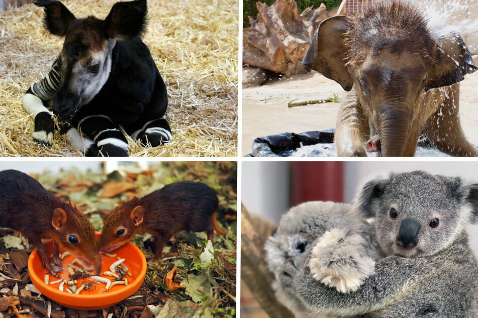 2020 war das Jahr der Babys! Diese Geburten verzauberten uns im Zoo Leipzig besonders