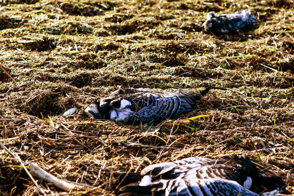 Für viele Vögel endet eine Infektion tödlich. (Symbolbild)