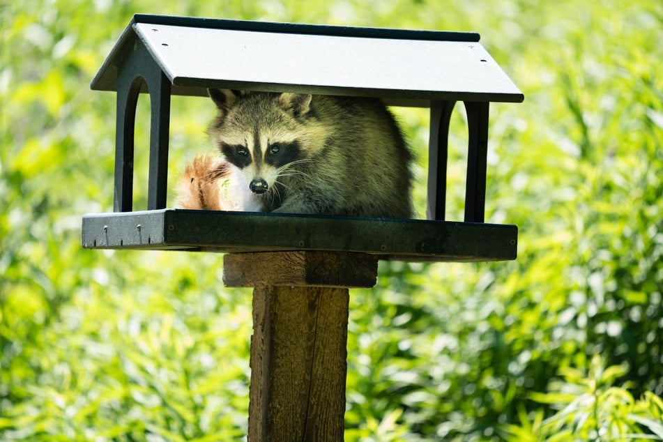 Um Waschbären zu vertreiben, sollten Vogelhäuser und andere Nahrungsquellen gegen sie gesichert werden.