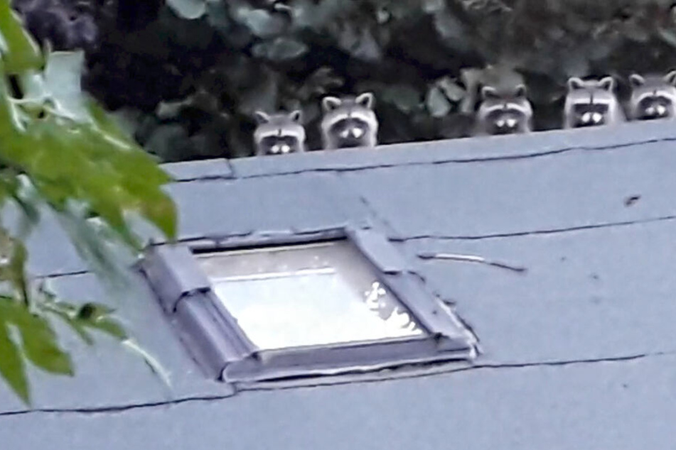 Huch! Alle in Reih und Glied, die süße Waschbären-Bande schaut possierlich drein.