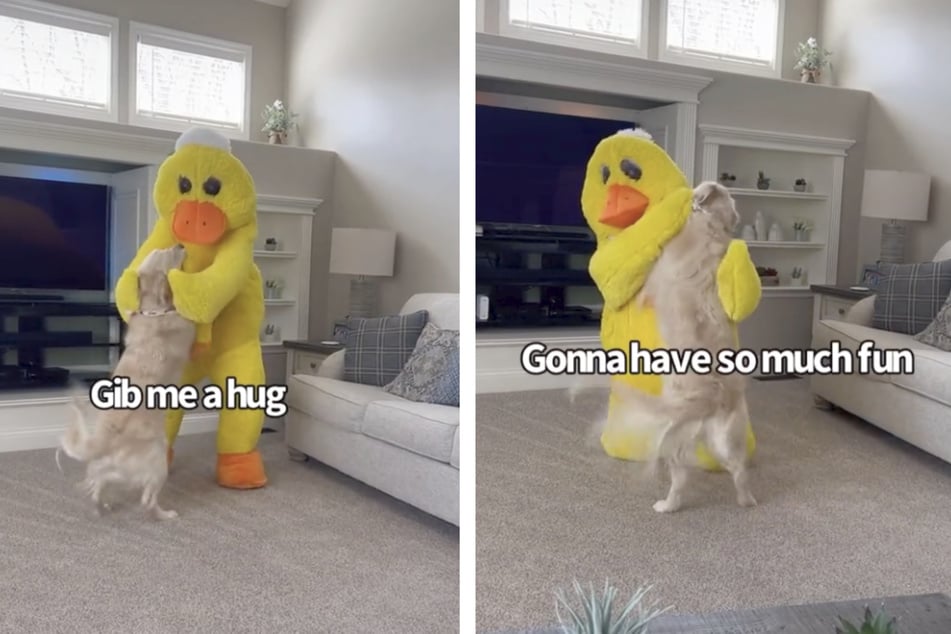 Charlie couldn't contain himself when Quackers the dog toy paid him a visit.