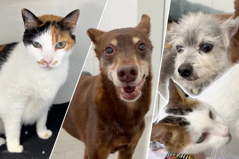 Zwei Hunde und zwei Katzen landeten durch einen Schicksalsschlag im Tierheim Bergheim, da ihr Frauchen schwer erkrankte.