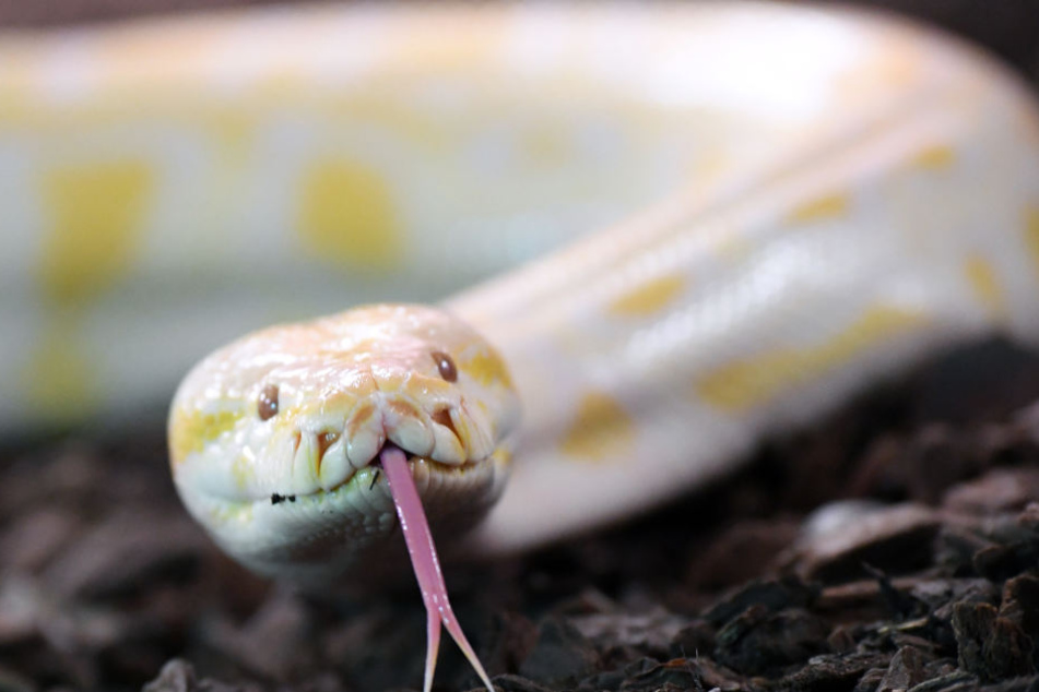 Ein Python biss den Mann in sein bestes Stück. (Symbolbild)