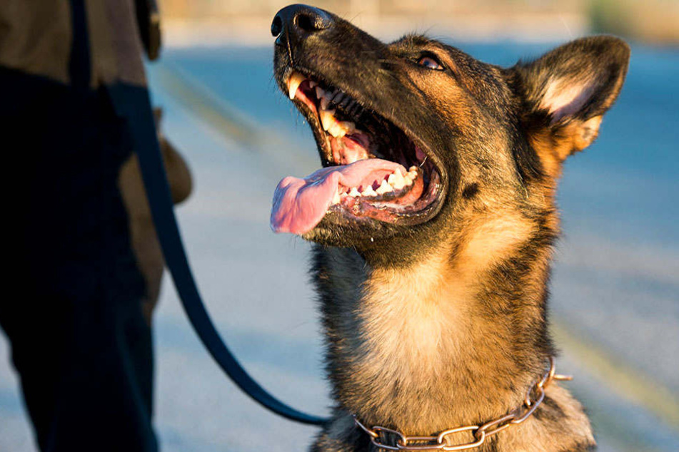 Auch der Hund wurde beim Ergreifen der Einbrecher verletzt. (Symbolbild)