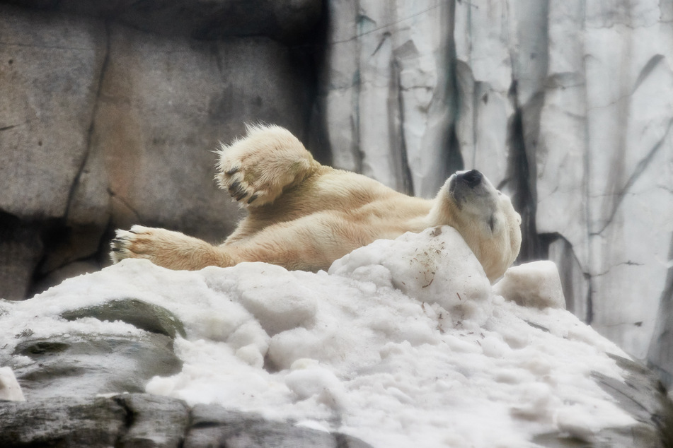 Eisbär Puk wälzt sich genüsslich im eigens aufgeschütteten Schnee in seinem Gehege im Tierpark Hagenbeck.