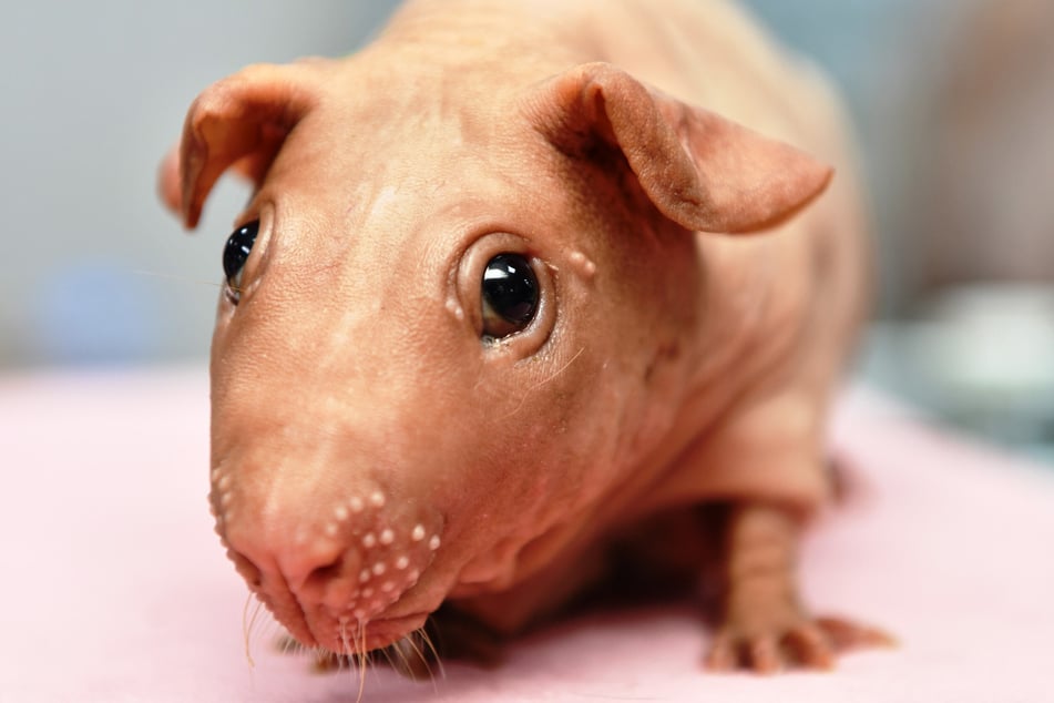 Wird Haarlosigkeit bei Meerschweinchen gezielt gezüchtet, gilt sie als Qualzucht.