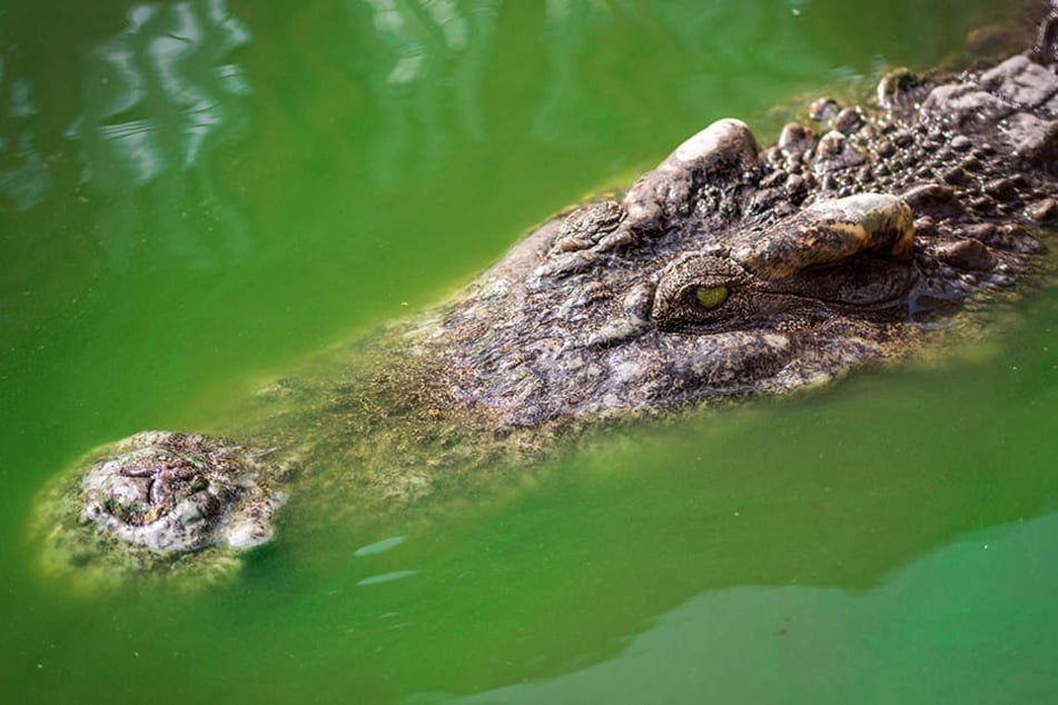 Die Krokodile sehen gefährlich aus, doch mit zugeklebten Mäulern sind sie nicht so gefräßig.