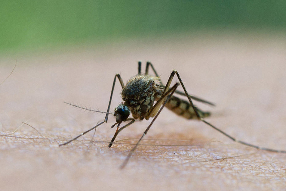 Die Besitzer haben bereits alles versucht, den Insekten den Garaus zu machen.