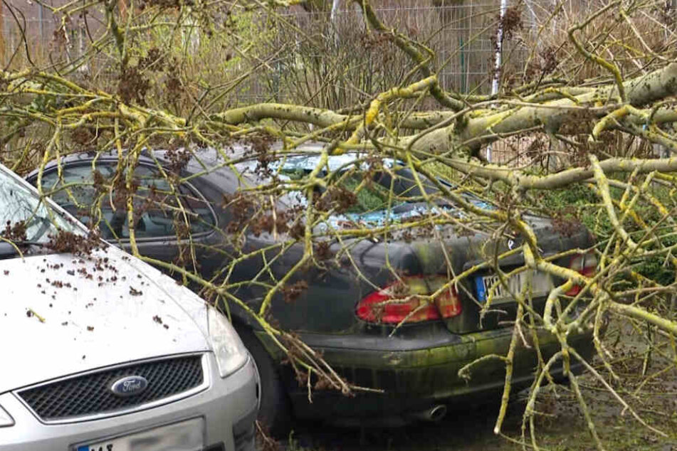 In Lokstedt krachte ein Baum auf parkende Autos.