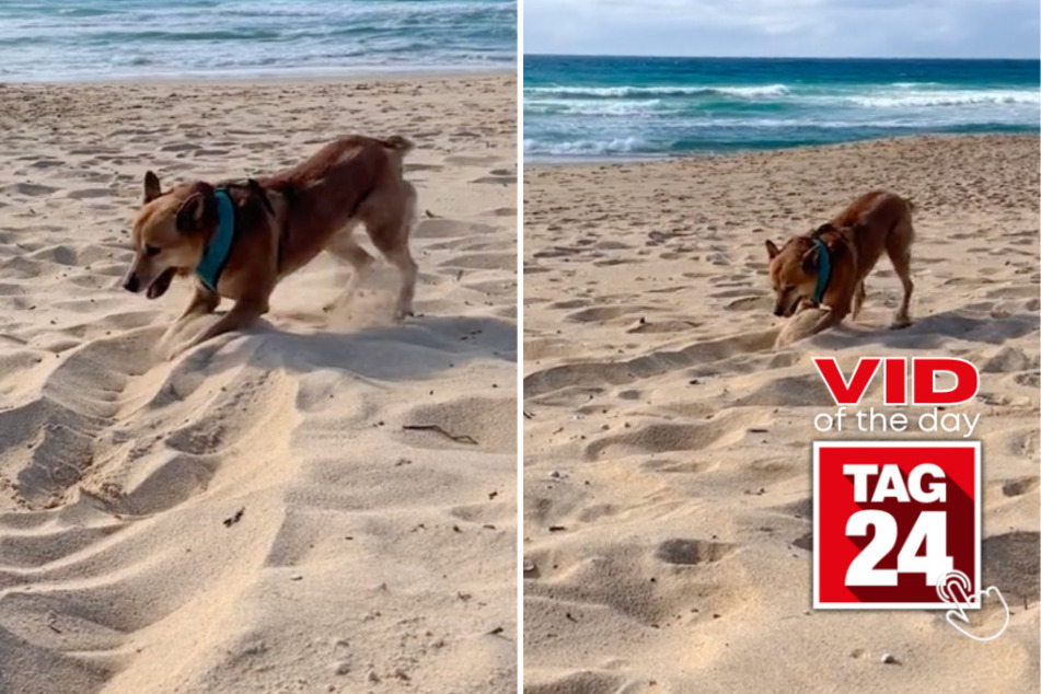 viral videos: Viral Video of the Day for September 9, 2023: Beach dog brings the moves with hilarious twerking!