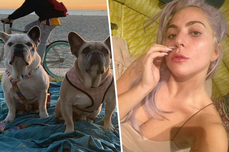 Sängerin Lady Gaga (34) musste sich um ihre beiden Hunde Koji und Gustav sorgen.