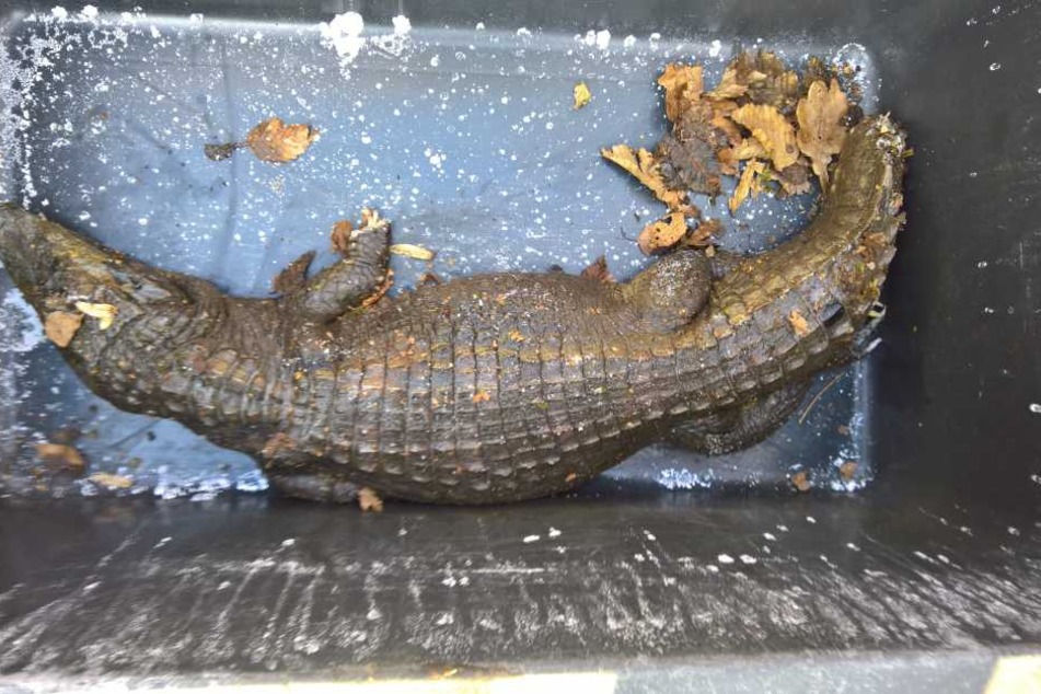 In Schlitz wurde ein totes Krokodil im Straßengraben gefunden.