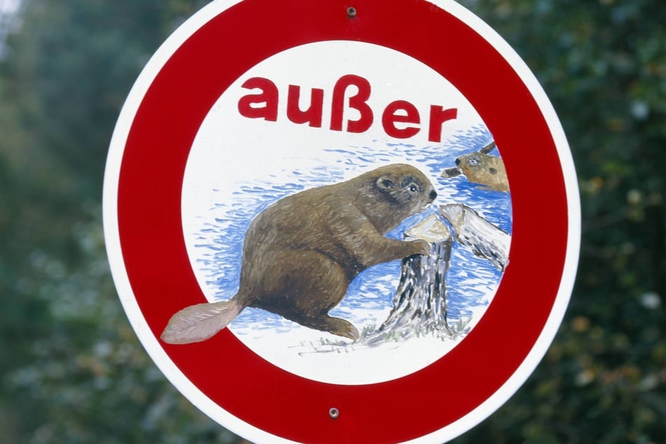 Biberburgen und Dämme sollten im Naturpark Dübener Heide nicht betreten und ausreichend Abstand zu Bibern gehalten werden.