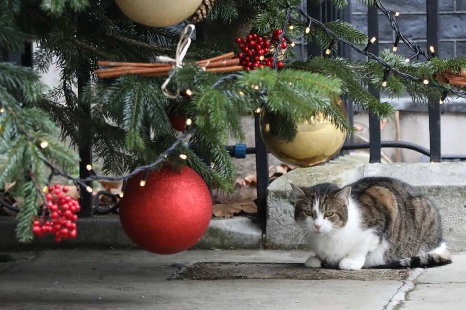 Die Weihnachtsdeko kann Katzen in vielerlei Hinsicht gefährlich werden, nicht nur Lametta, daher sollte man in dieser Zeit vorsichtig sein.